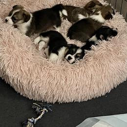 Pembroke Welsh Corgi Puppies from S7 Corgis and Chaos