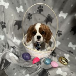 Tom - Blenheim Cavalier King Charles Spaniel puppy in Huntertown, Indiana from Royal Heirs