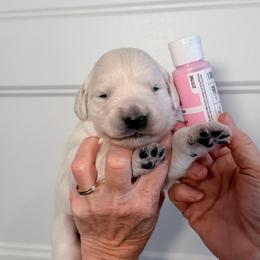 Girl 1 Pink - Light golden female Golden Retriever puppy in Mc Minnville, Tennessee from Wishaw Whisky Golden Retrievers