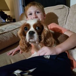 Ginger - Cavalier King Charles Spaniel