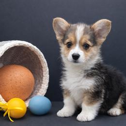 Jimmy - Black and tan male American Corgi puppy in Missouri from Country Legends Aussies & Corgis