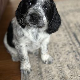 English Springer Spaniel Puppies from Murphy Farms and Springers
