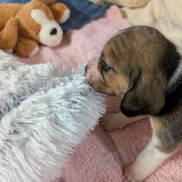 Indigo - Black tan and white female Beagle puppy in Vallejo, California from Tailwindfarm