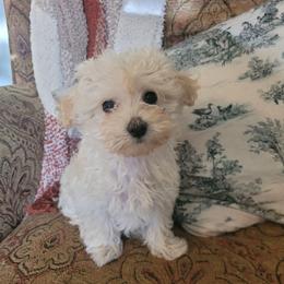 Louella - Cream female Maltipoo puppy in Mena, Arkansas from Belle Ball Puppies