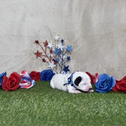 Sugar Cookie - White and black male Dalmatian puppy in Fort Worth, Texas from Xzayvius Stitt