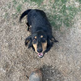 Penny - Dachshund