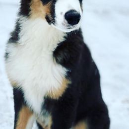 Australian Shepherds from Alpha Aussies