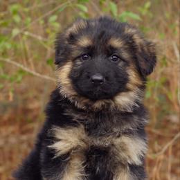 Juniper (black collar) - Black and red male German Shepherd puppy in Middlesex, North Carolina from Ace of Hearts K9’s