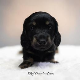 Tripp - Black and cream male Dachshund puppy in Oklahoma City, Oklahoma from OkieDoxieland Dachshunds