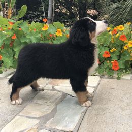 Fable - Bernese Mountain Dog