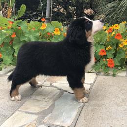 Fable - Bernese Mountain Dog