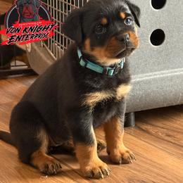 Blue collar female McKinney - Black and mahogany female Rottweiler puppy in Corydon, Indiana from Rottweiler von knight enterprise