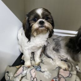 Butch - Shih Tzu