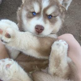 Orion - Red and white male Siberian Husky puppy in Swansea, Illinois from Husky B's