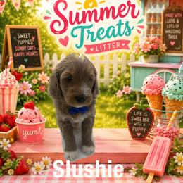 Slushie - Apricot male Goldendoodle puppy in Milwaukie, Oregon from Tiffany Marlow