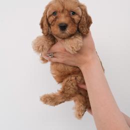 Australian Labradoodle Puppies from New England Labradoodles