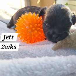 Jett - Brindle female Mal-Shi puppy in Apollo Beach, Florida from Gemstone Exclusive Pups of Florida