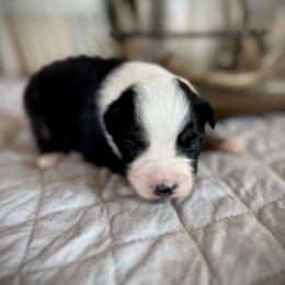 Pam - Black tri female Miniature Australian Shepherd puppy in Bethany, Illinois from Rachel at Marrowbone Creek Aussies
