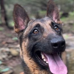 Belgian Malinois and Labrador Retrievers from Childress Creek Kennels