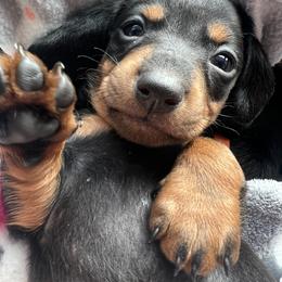 Dachshund Puppies from Phillian Family Mini Dachshunds