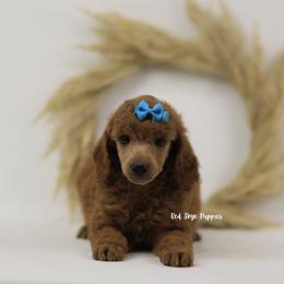 Cinder - Red  female Poodle puppy in Republic, Missouri from Red Skye Puppies