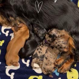 Red Boy - Red male Dachshund puppy in North Port, Florida from Jessica Louise Dachshunds