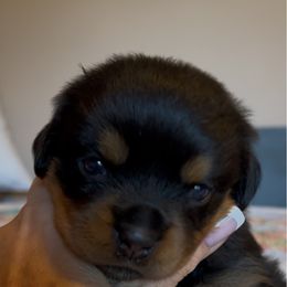 Leo - Black and mahogany male Rottweiler puppy in Hurdle Mills, North Carolina from Von Haenn Rottweilers