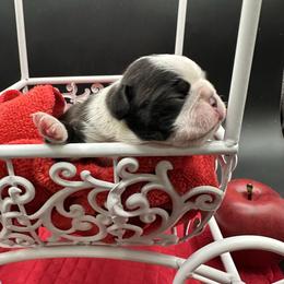 Reuben James - Seal and white male Boston Terrier puppy in Jacksonville, Florida from Trail’s End Boston Terriers