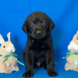Mr light blue - Black male Labrador Retriever puppy in Overton, Nevada from Sinfully Sweet Kennel