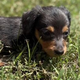 Bluey - Blue and tan male Dachshund puppy in Harrison, Arkansas from Dachshunds on the Hill