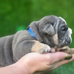 Bluey - Blue tri-color male Bulldog puppy in Burleson, Texas from Diamond Deluxx Frenchies