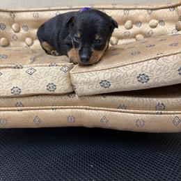 Annie - Black and rust female Miniature Pinscher puppy in Atoka, Oklahoma from Boggy Depot Cavaliers & Friends