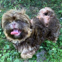 Reese 1600 dollars - Chocolate and tan male Shih Tzu puppy in Cullman, Alabama from Divine Hill Farm