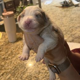 Mert - Red merle male Australian Shepherd puppy in Orlando, Florida from Skaky Shepherds