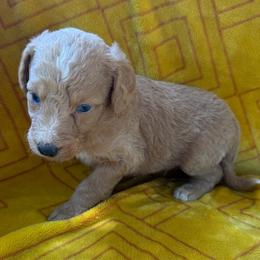 Little man - Apricot male Aussiedoodle puppy in Shelby, North Carolina from Gracie's Puppies