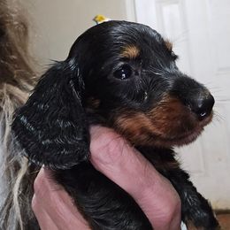 Smaller boy - Black and tan male Dachshund puppy in Lyle, Washington from Wines Wienery