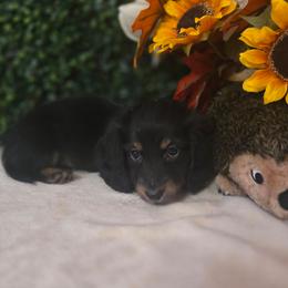 Cozmo - Black and cream male Dachshund puppy in Centerville, Georgia from Mel's LowRider Ranch