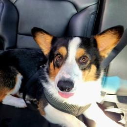Shadow - Pembroke Welsh Corgi