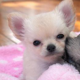 Cream Girl - Cream and white female Chihuahua puppy in Birmingham, Michigan from Cranbrook Kennels