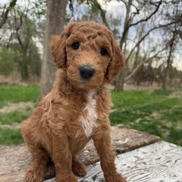 Romaine (Yellow) - Red  male Poodle puppy in Burwell, Nebraska from Petersen Poodles