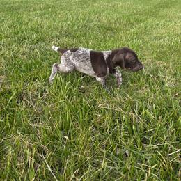 Tracker - Liver roan male German Shorthaired Pointer puppy in Ohio from Eric and Michelle's GSP