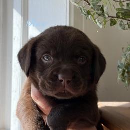 Rex - Chocolate male Labrador Retriever puppy in Tomahawk, Wisconsin from Mahner Labs