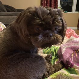 Pebbles - Shih Tzu