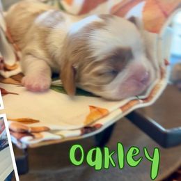 Oakley - Blenheim male Cavalier King Charles Spaniel puppy in El Dorado Springs, Missouri from Cavish's Missouri Cavaliers, Cavapoos, and Miniature Poodles