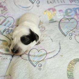 Blue pie girl - Blue and tan female Dachshund puppy in Herald, California from Bluegum Dachshunds