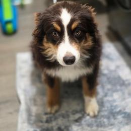 Mowgli - Miniature Australian Shepherd