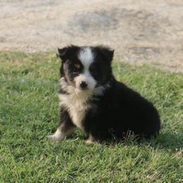 Miniature Australian Shepherds from Mikki's Toy Aussies