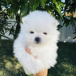 Boy 1 - White male Pomeranian puppy in Haines City, Florida from My Baby Poms