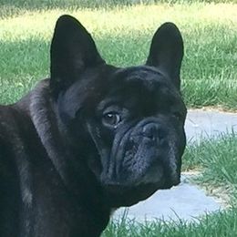 French Bulldog All Grown Up from Kennel Concharty