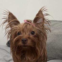 Mocha - Yorkshire Terrier